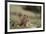 Olympic Marmots-DLILLC-Framed Photographic Print