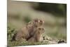 Olympic Marmots-DLILLC-Mounted Photographic Print