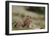 Olympic Marmots-DLILLC-Framed Photographic Print