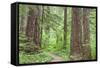 Olympic National Forest Trail Through the Forest Washington, USA-Jaynes Gallery-Framed Stretched Canvas