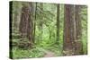 Olympic National Forest Trail Through the Forest Washington, USA-Jaynes Gallery-Stretched Canvas