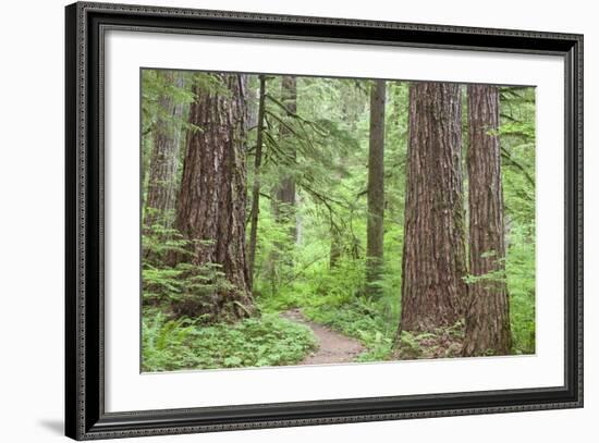 Olympic National Forest Trail Through the Forest Washington, USA-Jaynes Gallery-Framed Photographic Print