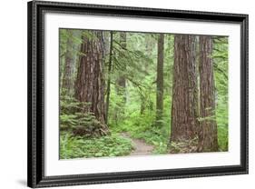 Olympic National Forest Trail Through the Forest Washington, USA-Jaynes Gallery-Framed Photographic Print