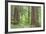 Olympic National Forest Trail Through the Forest Washington, USA-Jaynes Gallery-Framed Photographic Print