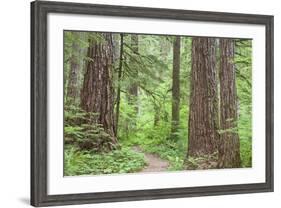 Olympic National Forest Trail Through the Forest Washington, USA-Jaynes Gallery-Framed Photographic Print