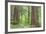 Olympic National Forest Trail Through the Forest Washington, USA-Jaynes Gallery-Framed Photographic Print