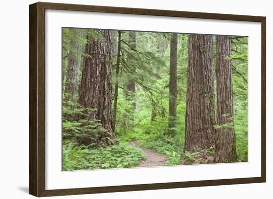 Olympic National Forest Trail Through the Forest Washington, USA-Jaynes Gallery-Framed Photographic Print