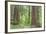 Olympic National Forest Trail Through the Forest Washington, USA-Jaynes Gallery-Framed Photographic Print