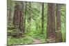 Olympic National Forest Trail Through the Forest Washington, USA-Jaynes Gallery-Mounted Photographic Print