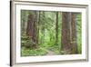 Olympic National Forest Trail Through the Forest Washington, USA-Jaynes Gallery-Framed Photographic Print