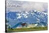 Olympic National Park - Deer and Hurricane Ridge-Lantern Press-Stretched Canvas