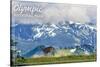 Olympic National Park - Deer and Hurricane Ridge-Lantern Press-Stretched Canvas