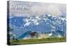 Olympic National Park - Deer and Hurricane Ridge-Lantern Press-Stretched Canvas