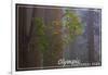Olympic National Park - Forest Scene-Lantern Press-Framed Art Print