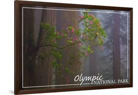 Olympic National Park - Forest Scene-Lantern Press-Framed Art Print