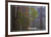 Olympic National Park - Forest Scene-Lantern Press-Framed Premium Giclee Print