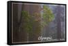 Olympic National Park - Forest Scene-Lantern Press-Framed Stretched Canvas