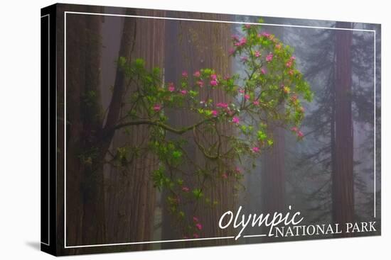 Olympic National Park - Forest Scene-Lantern Press-Stretched Canvas