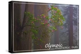 Olympic National Park - Forest Scene-Lantern Press-Stretched Canvas