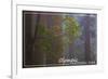 Olympic National Park - Forest Scene-Lantern Press-Framed Art Print