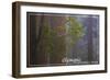 Olympic National Park - Forest Scene-Lantern Press-Framed Art Print