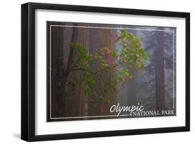 Olympic National Park - Forest Scene-Lantern Press-Framed Art Print