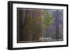 Olympic National Park - Forest Scene-Lantern Press-Framed Art Print