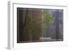 Olympic National Park - Forest Scene-Lantern Press-Framed Art Print