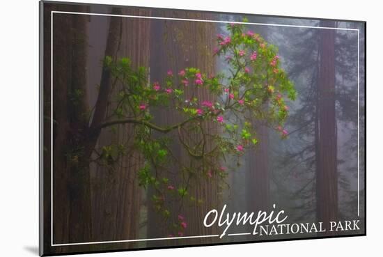 Olympic National Park - Forest Scene-Lantern Press-Mounted Art Print