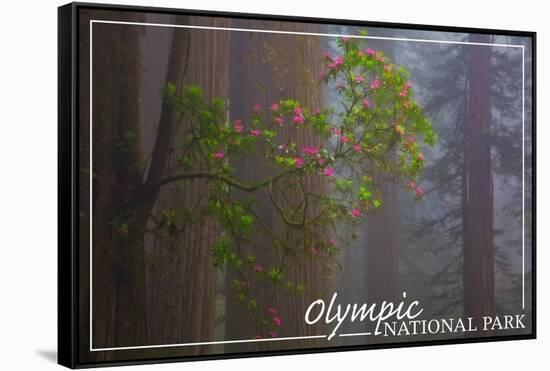 Olympic National Park - Forest Scene-Lantern Press-Framed Stretched Canvas