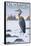 Olympic National Park - Heron and Fog Shorline-Lantern Press-Framed Stretched Canvas