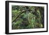Olympic National Park, Hoh River Valley-Ken Archer-Framed Photographic Print