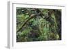 Olympic National Park, Hoh River Valley-Ken Archer-Framed Photographic Print