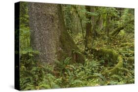 Olympic National Park, Hoh River Valley-Ken Archer-Stretched Canvas