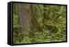 Olympic National Park, Hoh River Valley-Ken Archer-Framed Stretched Canvas