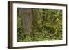 Olympic National Park, Hoh River Valley-Ken Archer-Framed Photographic Print