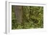 Olympic National Park, Hoh River Valley-Ken Archer-Framed Photographic Print