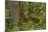 Olympic National Park, Hoh River Valley-Ken Archer-Mounted Photographic Print