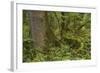 Olympic National Park, Hoh River Valley-Ken Archer-Framed Photographic Print