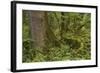 Olympic National Park, Hoh River Valley-Ken Archer-Framed Photographic Print