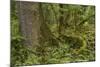 Olympic National Park, Hoh River Valley-Ken Archer-Mounted Photographic Print