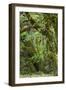 Olympic National Park, Hoh River Valley-Ken Archer-Framed Photographic Print