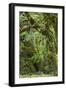 Olympic National Park, Hoh River Valley-Ken Archer-Framed Photographic Print