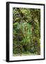 Olympic National Park, Hoh River Valley-Ken Archer-Framed Photographic Print