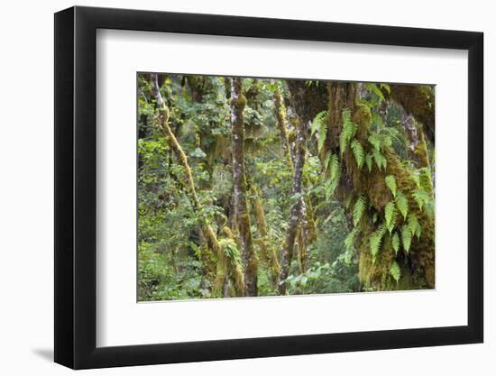 Olympic National Park, Hoh River Valley-Ken Archer-Framed Photographic Print