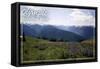 Olympic National Park - Hurricane Ridge and Flowers-Lantern Press-Framed Stretched Canvas