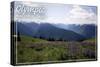 Olympic National Park - Hurricane Ridge and Flowers-Lantern Press-Stretched Canvas