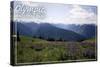 Olympic National Park - Hurricane Ridge and Flowers-Lantern Press-Stretched Canvas