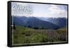 Olympic National Park - Hurricane Ridge and Flowers-Lantern Press-Framed Stretched Canvas