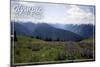 Olympic National Park - Hurricane Ridge and Flowers-Lantern Press-Mounted Art Print